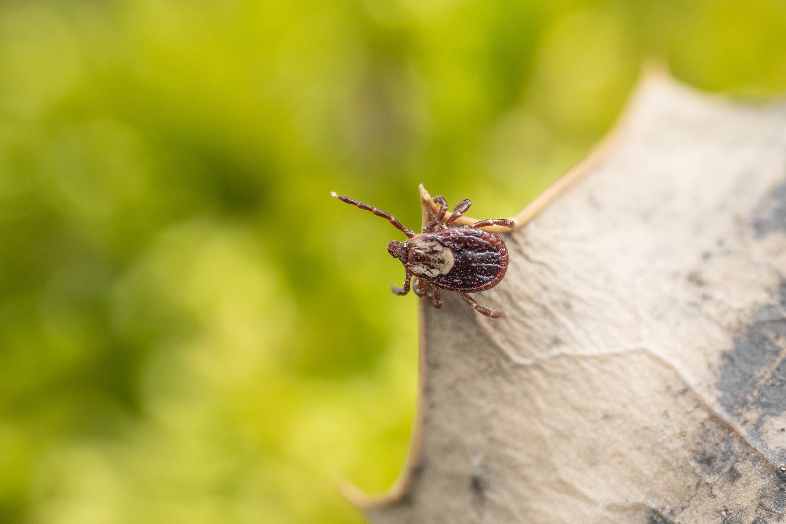 American Dog Tick — identification photo