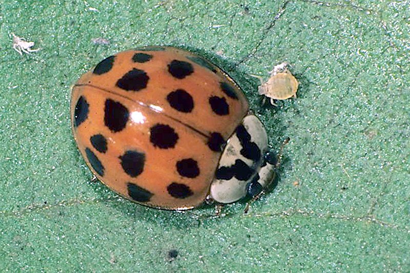 Asian Lady Beetle — identification photo