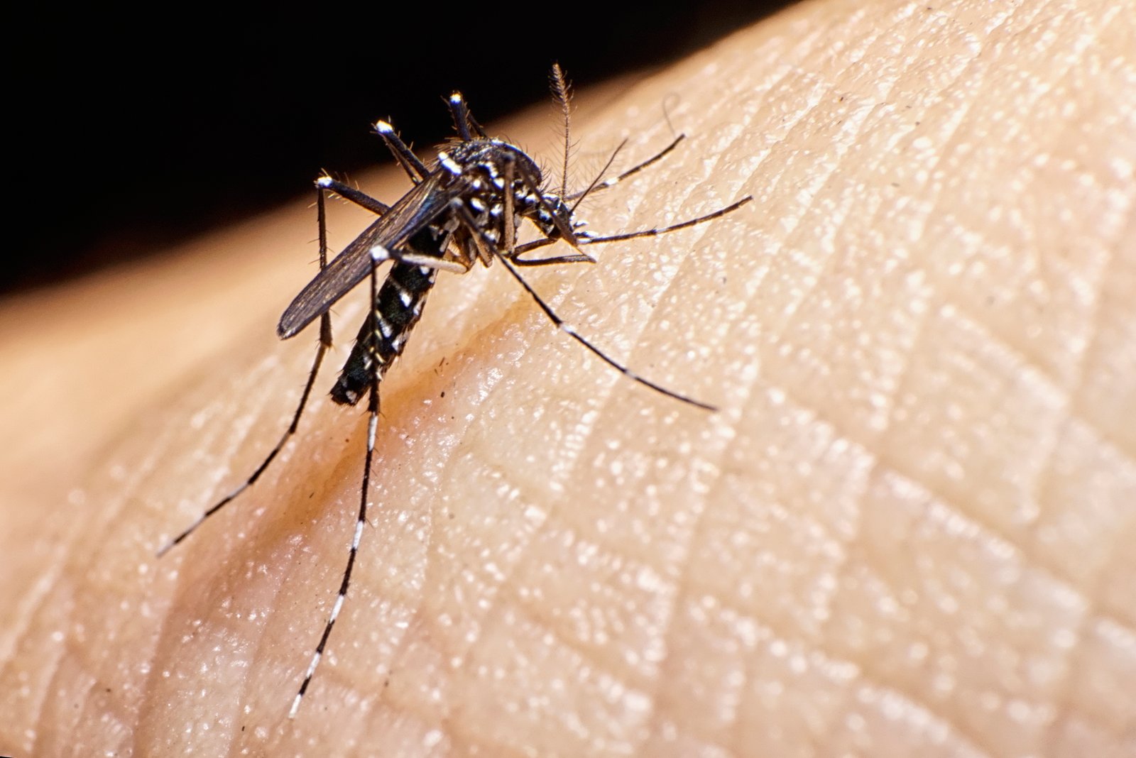 Asian Tiger Mosquito — identification photo