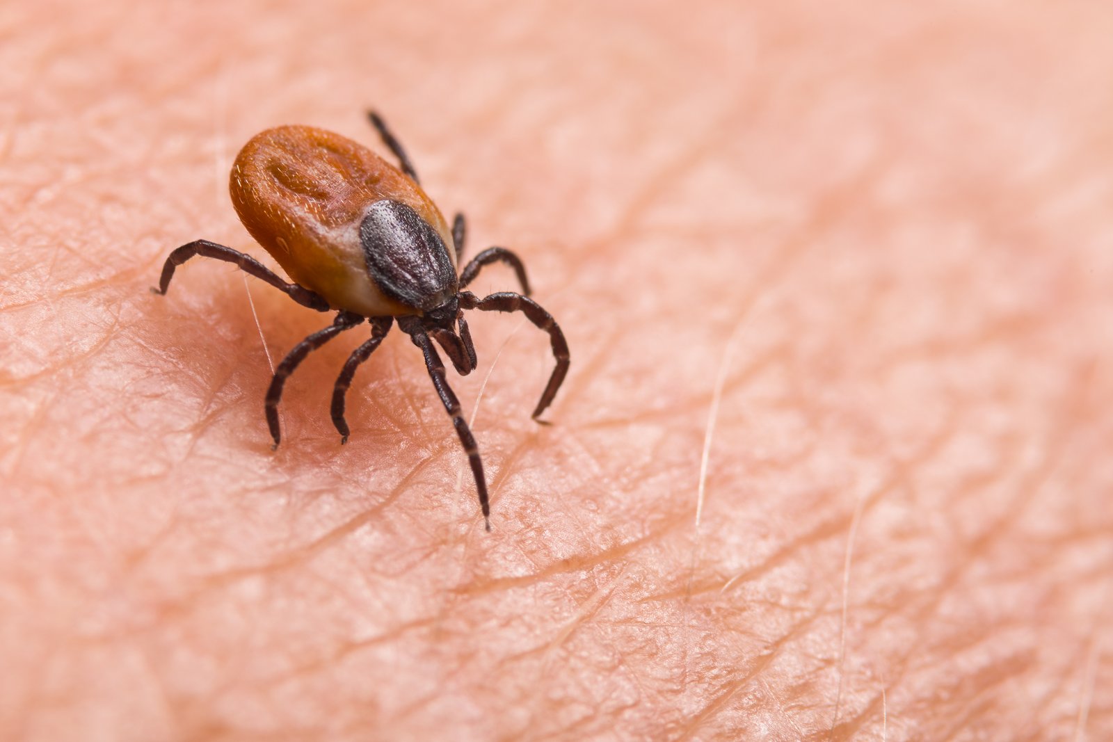 Blacklegged Tick (Deer Tick) — identification photo