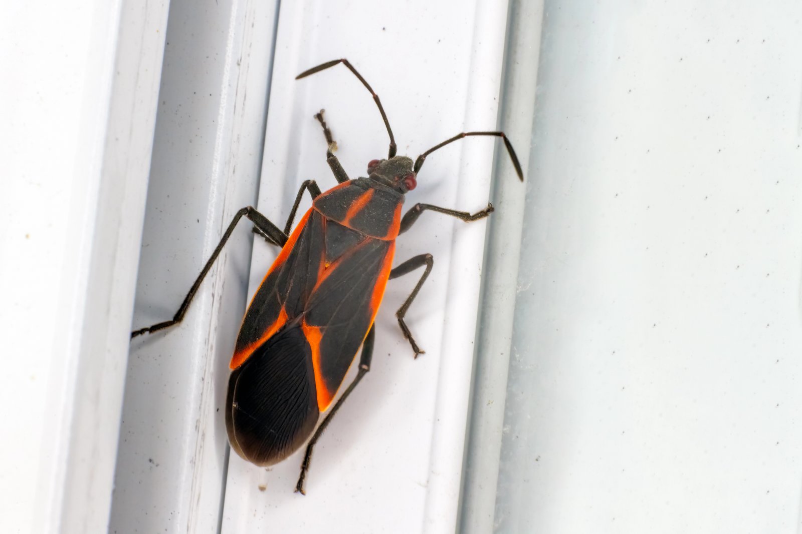 Boxelder Bug — identification photo