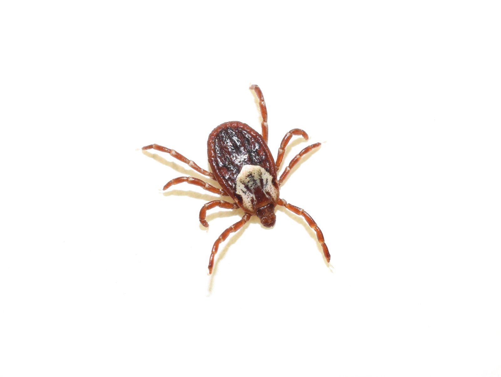 Brown Dog Tick — identification photo