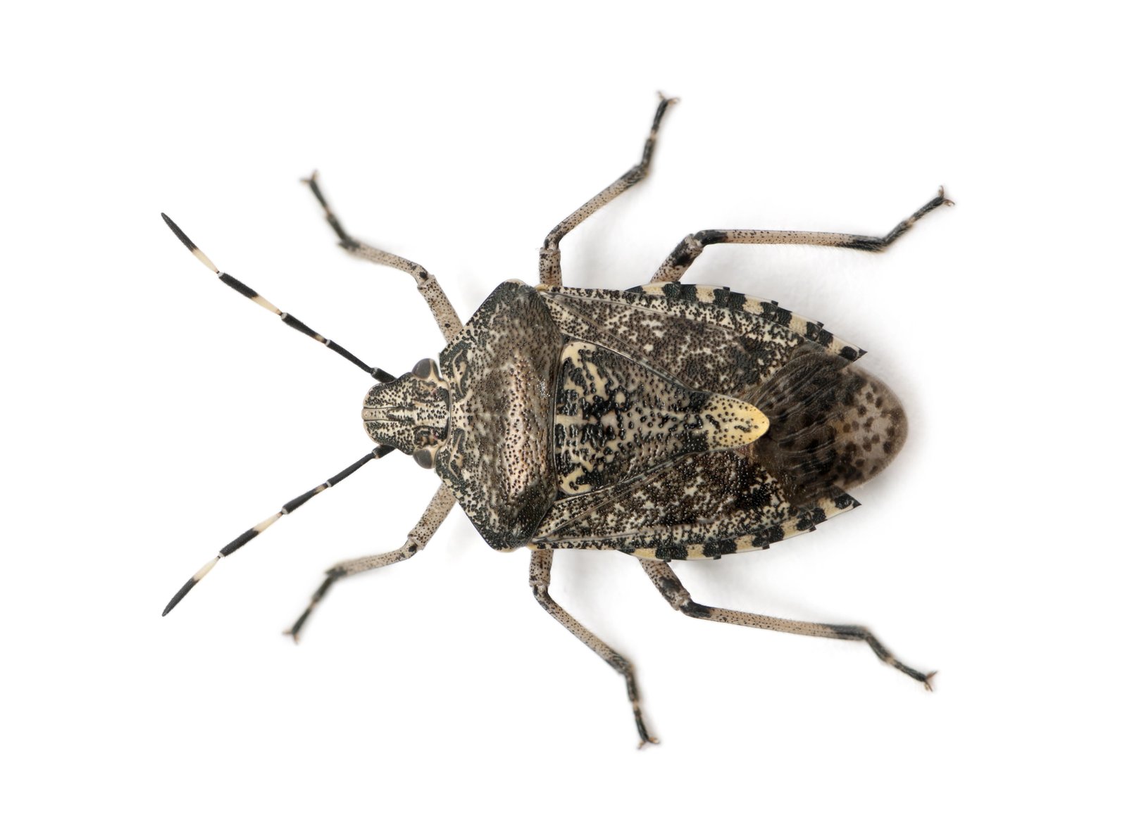 Brown Marmorated Stink Bug — identification photo