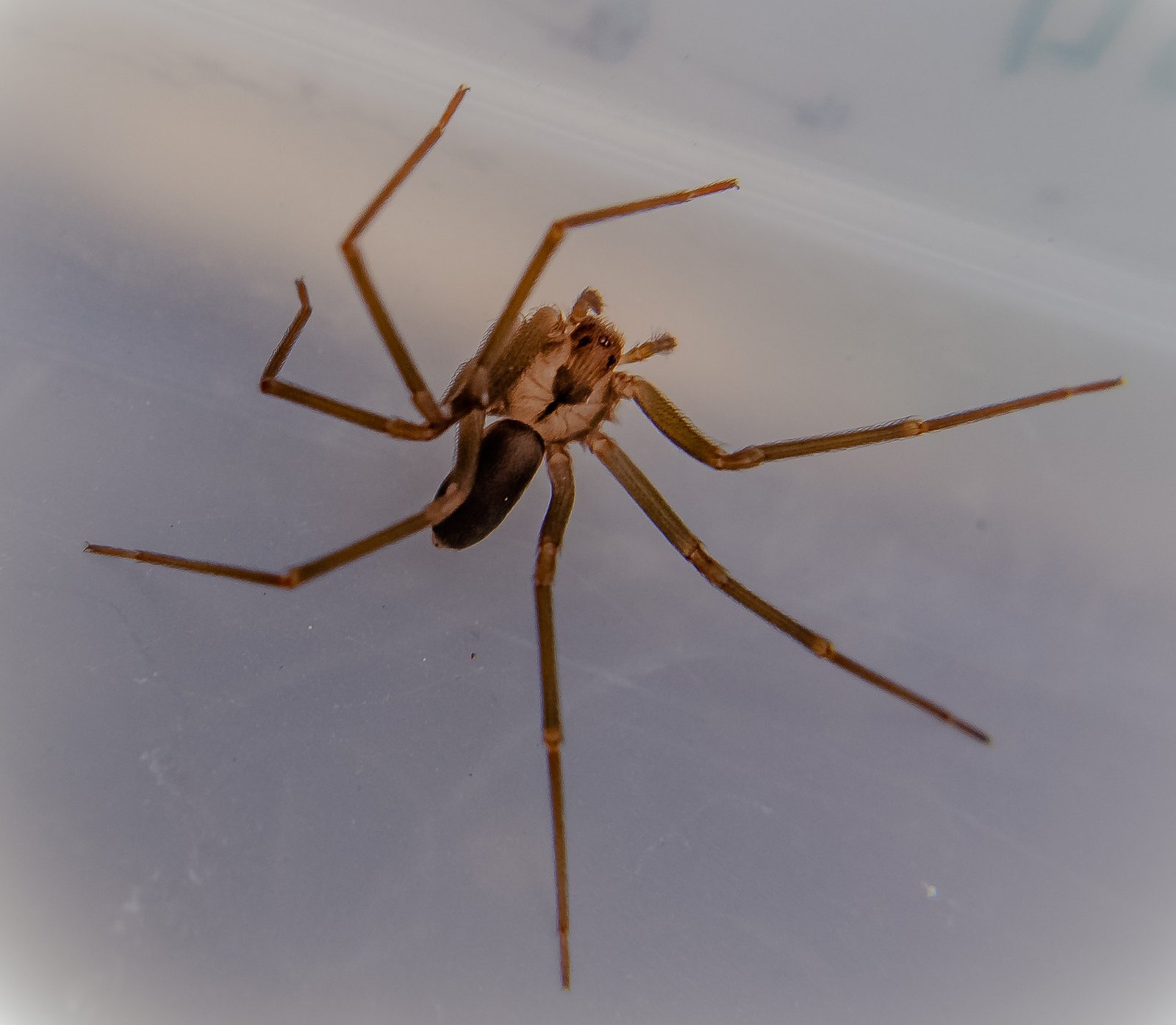 Brown Recluse Spider — identification photo