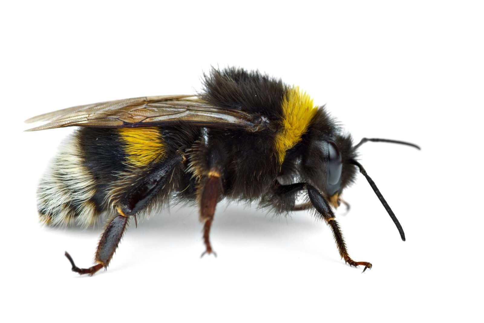 Bumble Bee — identification photo