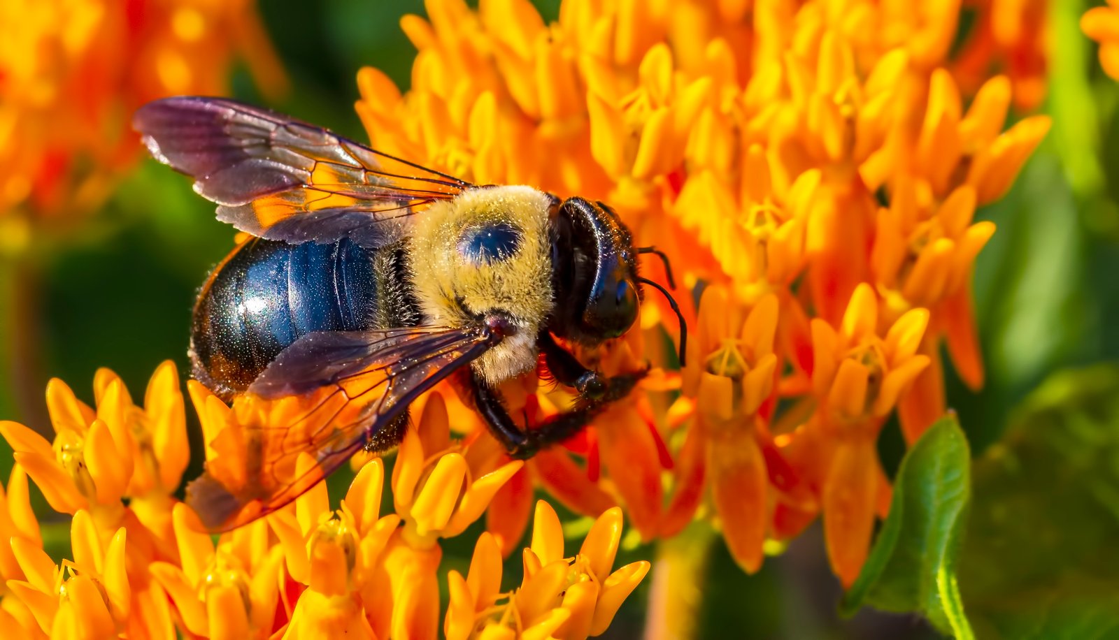 Carpenter Bee — identification photo