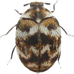 Carpet Beetle — identification photo