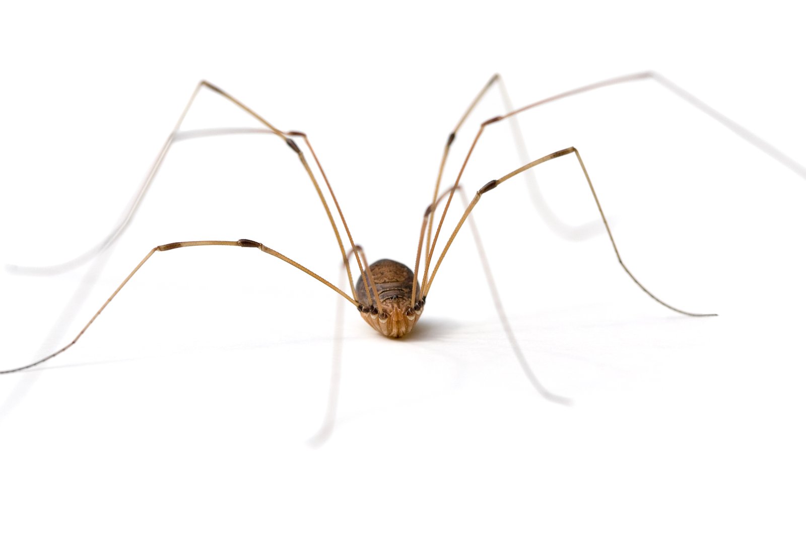 Cellar Spider — identification photo