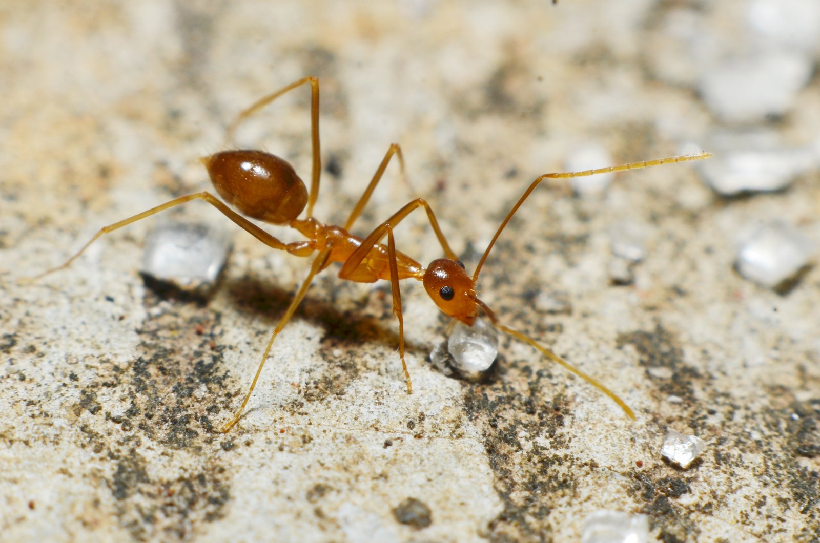 Citronella Ant — identification photo