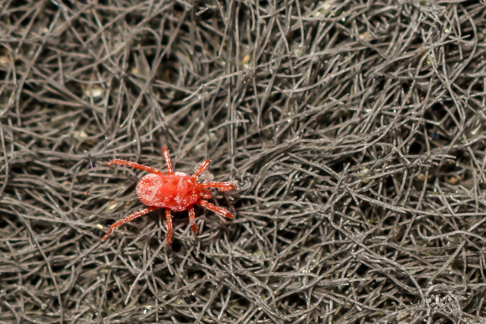 Clover Mite — identification photo