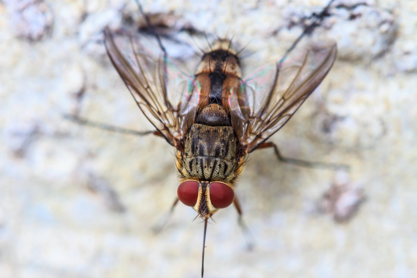 Cluster Fly — identification photo