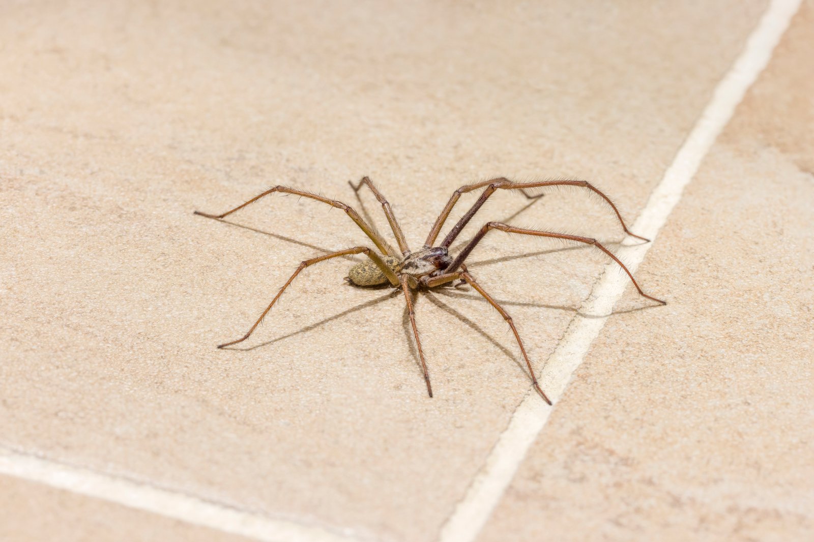 Common House Spider — identification photo