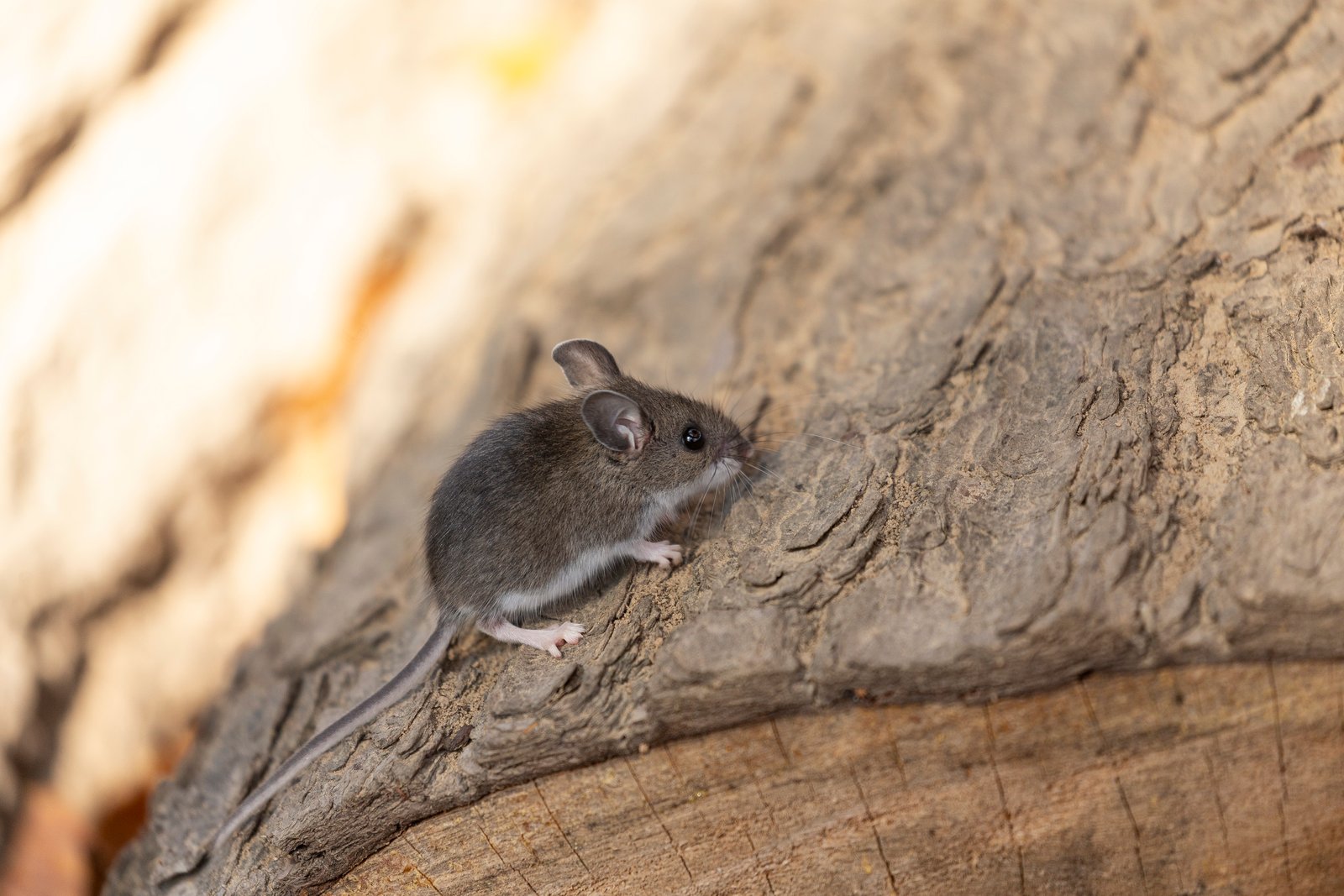 Deer Mouse — identification photo