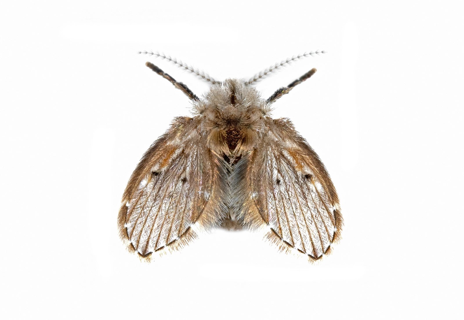 Drain Fly — identification photo