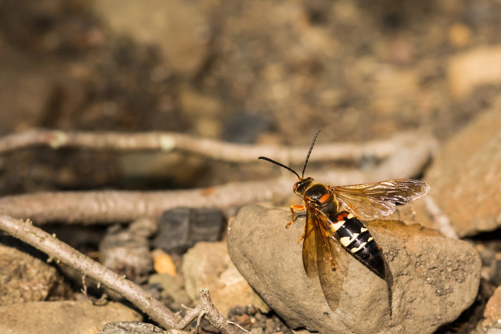 Eastern Cicada Killer — identification photo