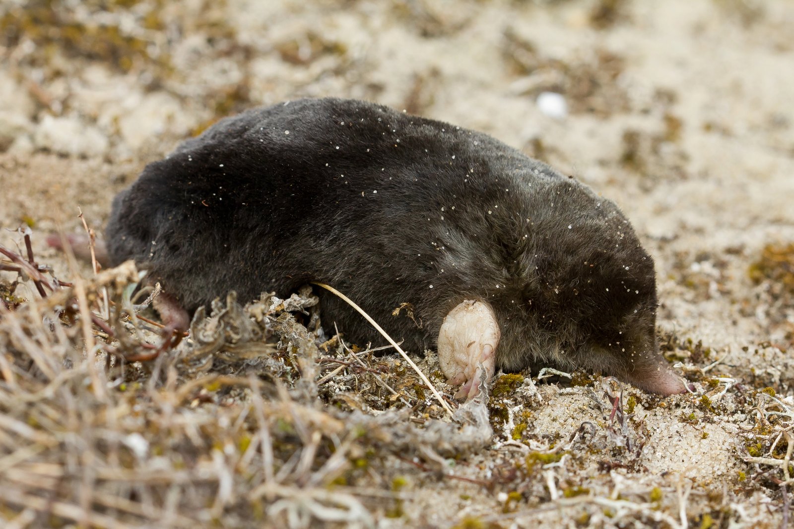 Eastern Mole — identification photo