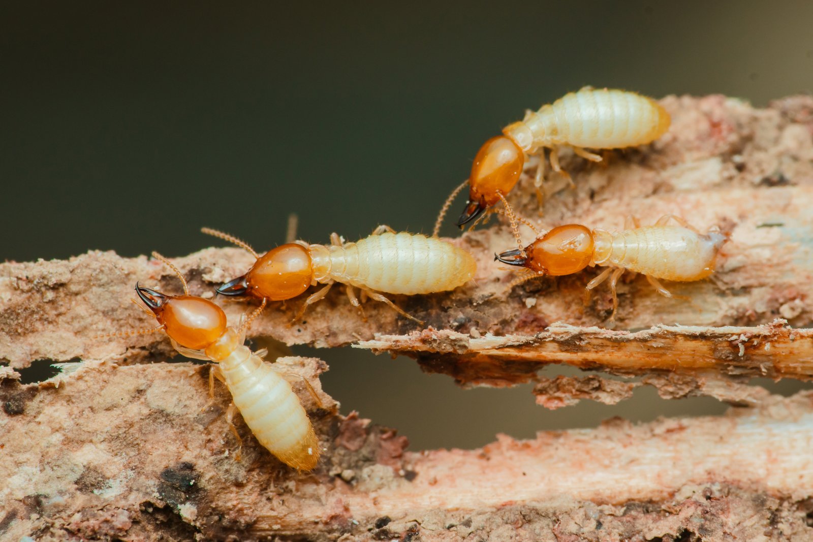 Eastern Subterranean Termite — identification photo