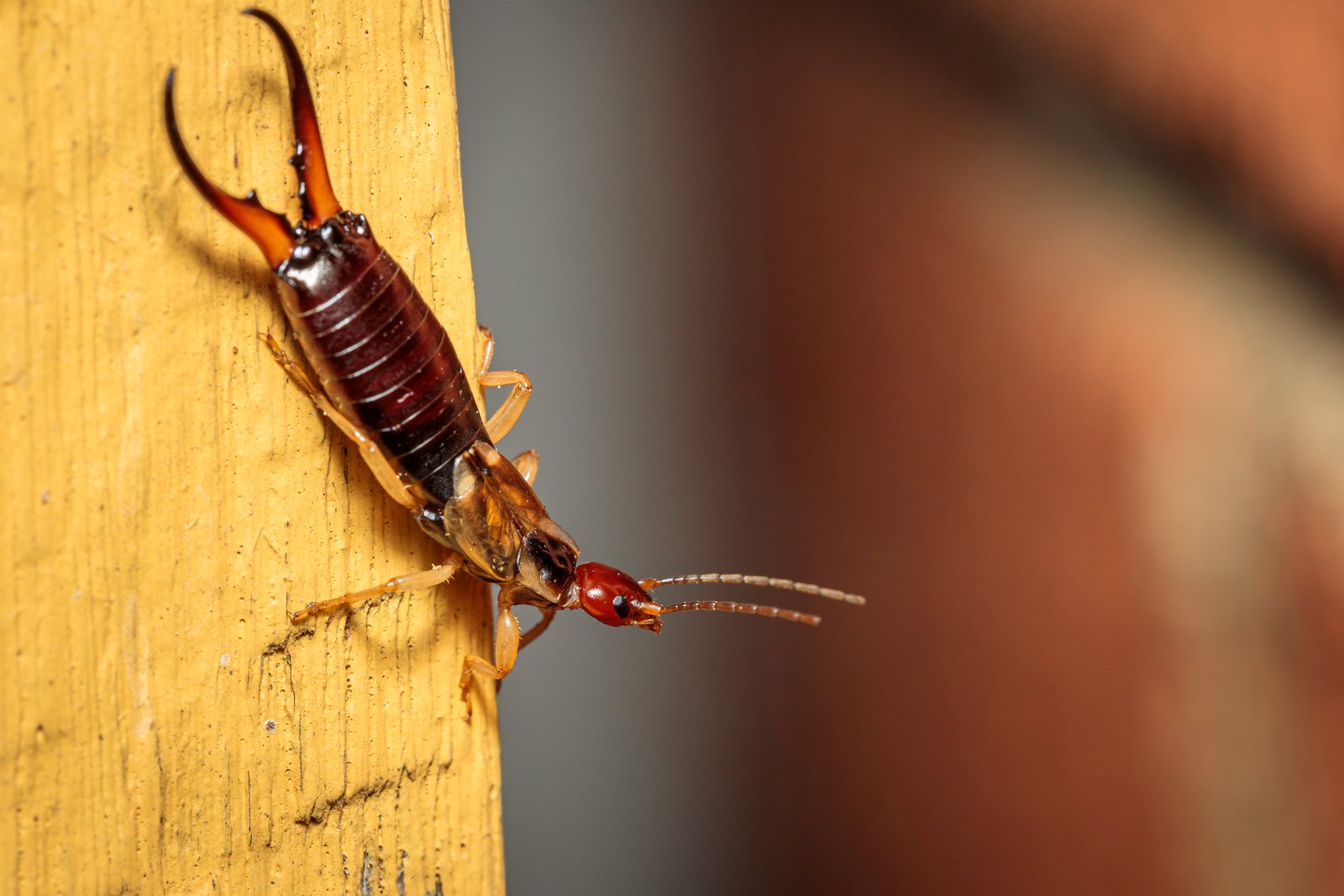 European Earwig — identification photo