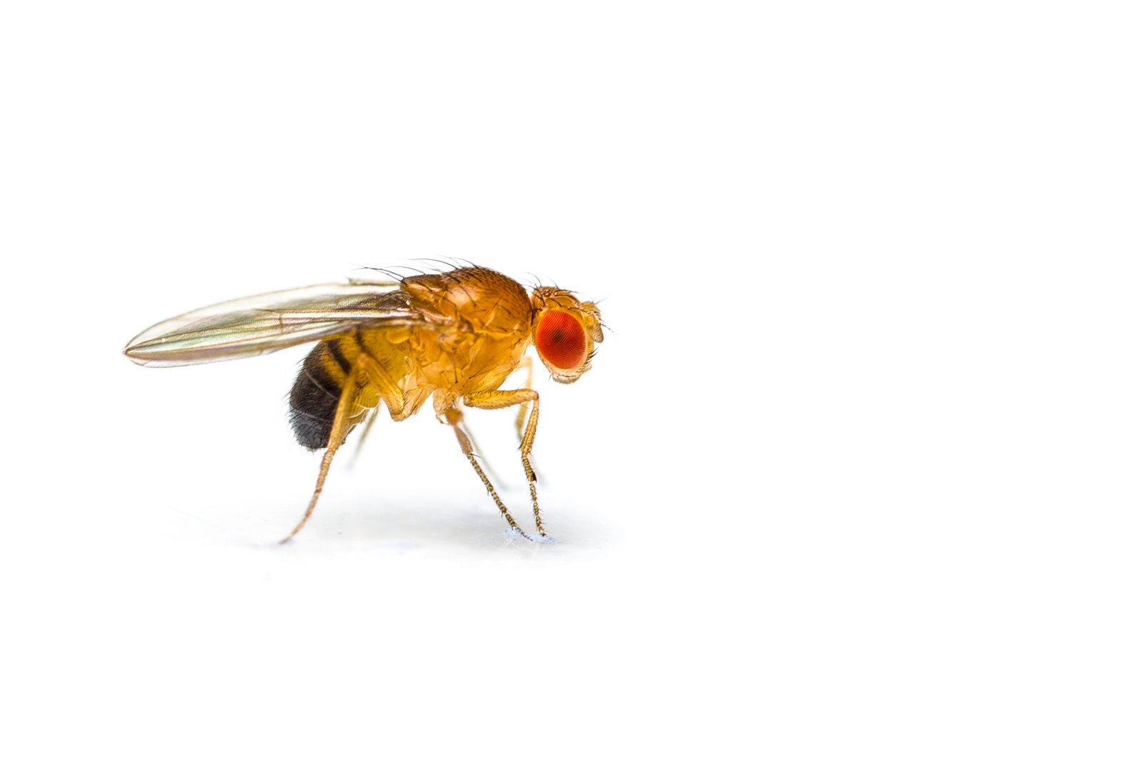 Fruit Fly — identification photo