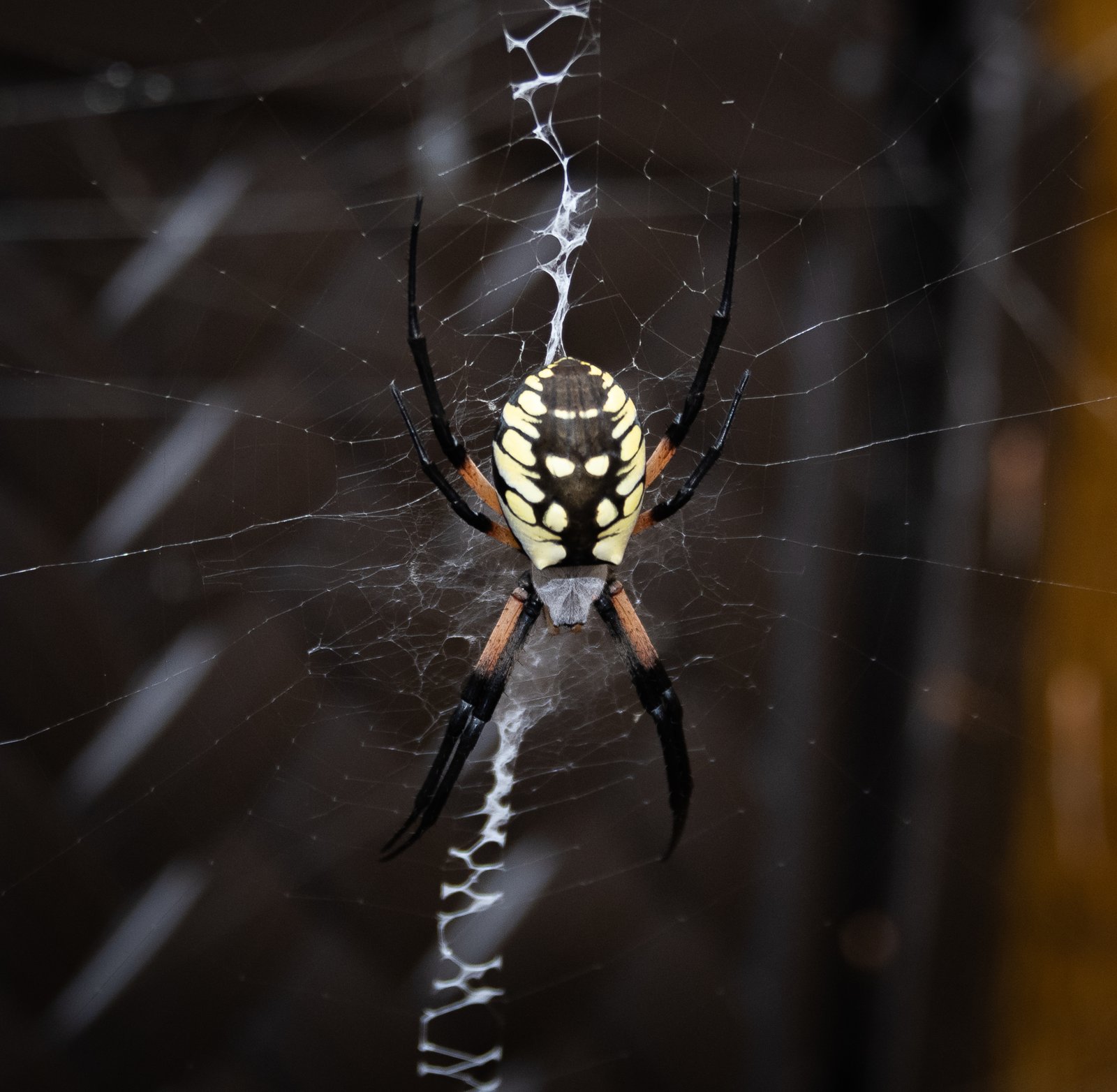 Garden Orb Weaver — identification photo