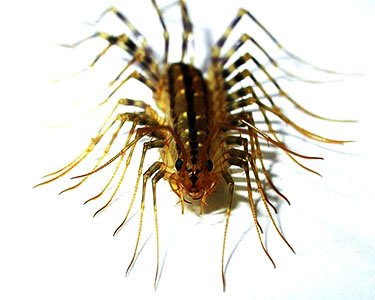 House Centipede — identification photo