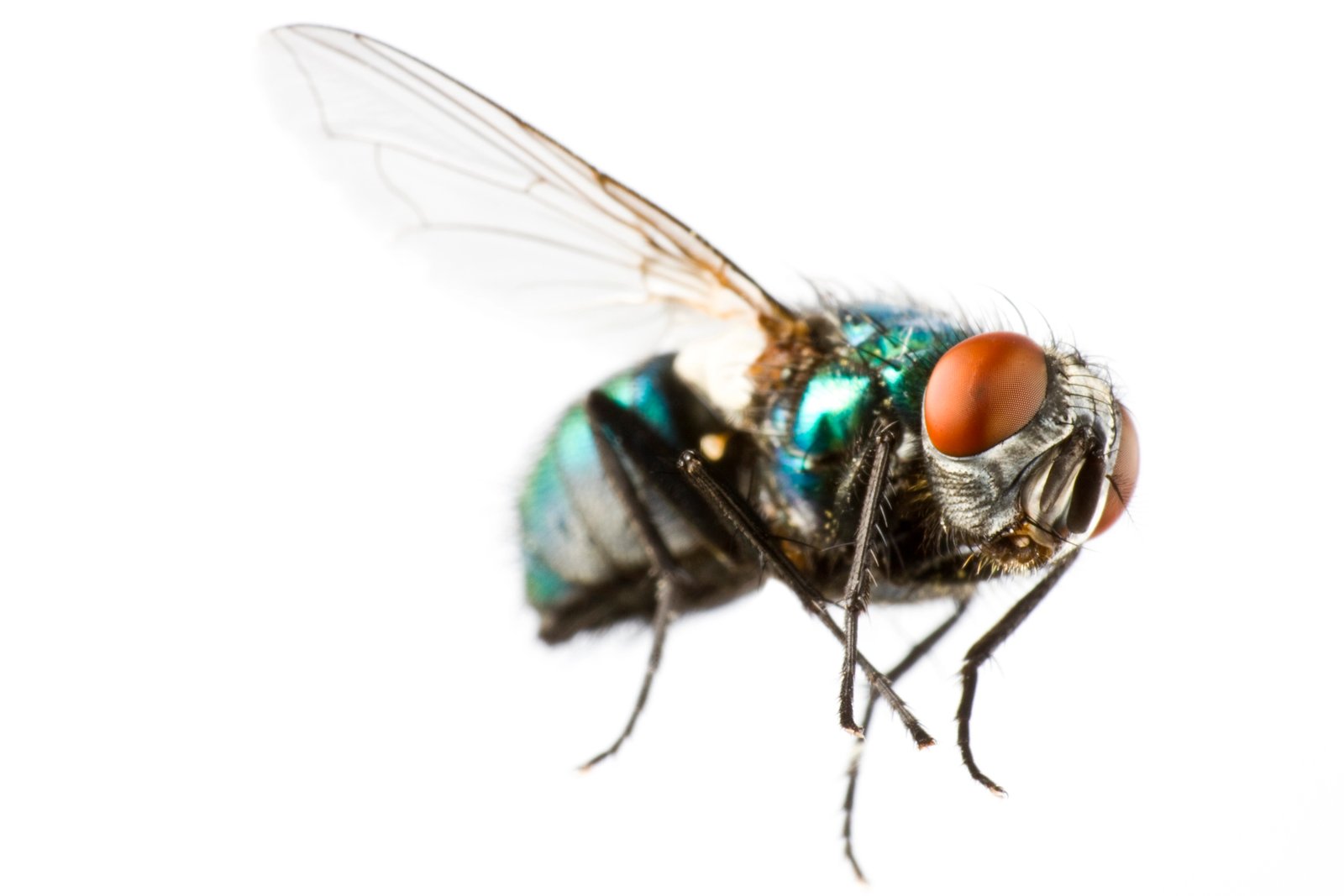 House Fly — identification photo