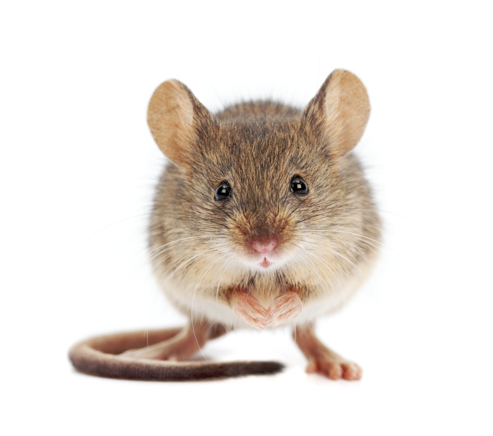 House Mouse — identification photo