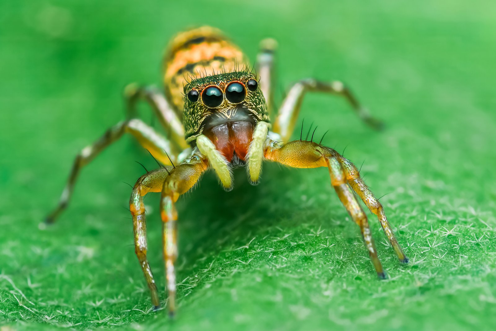 Jumping Spider — identification photo