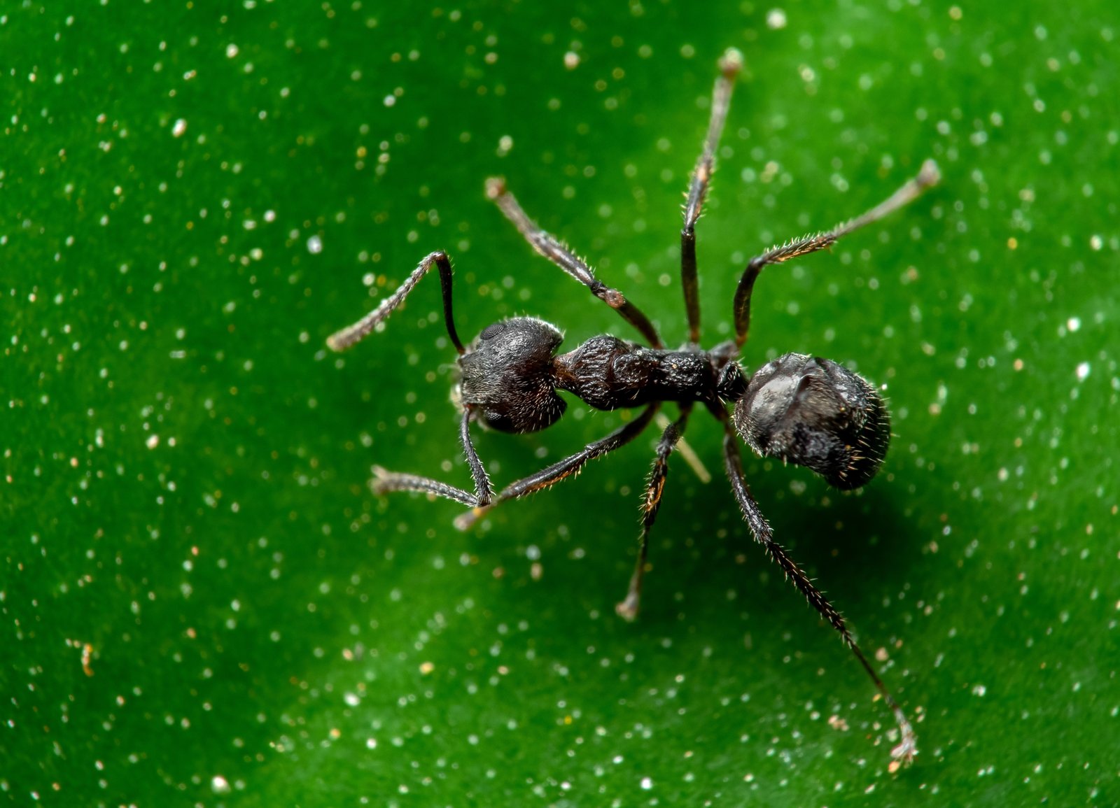 Little Black Ant — identification photo