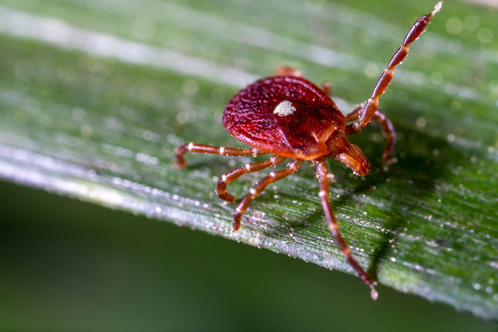 Lone Star Tick — identification photo