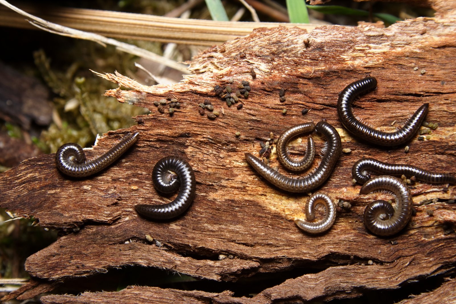 Millipede — identification photo