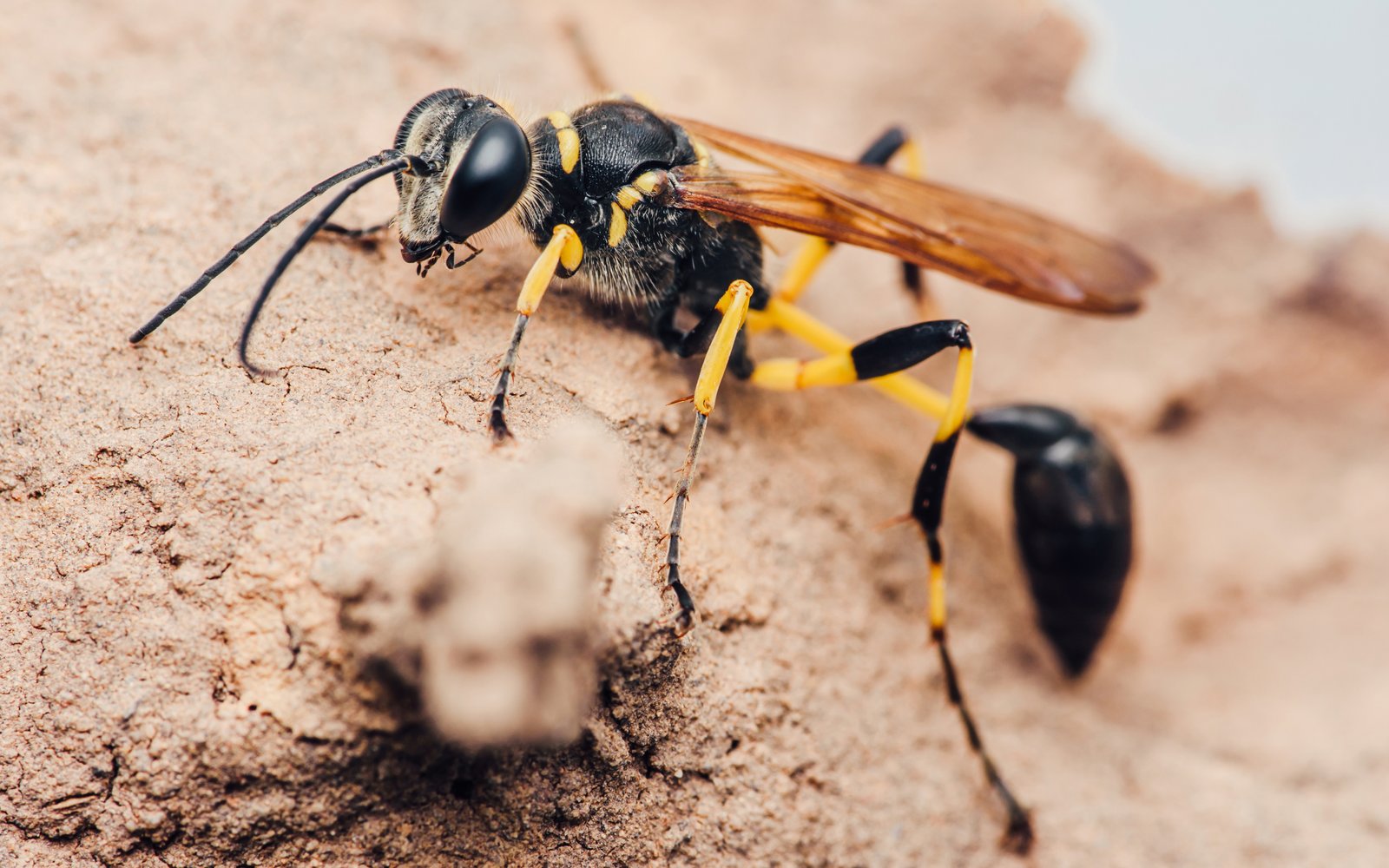 Mud Dauber — identification photo