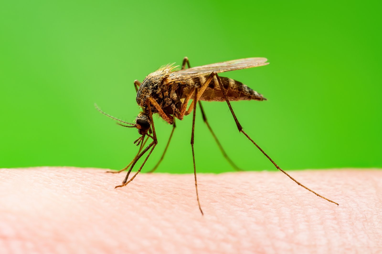 Northern House Mosquito — identification photo