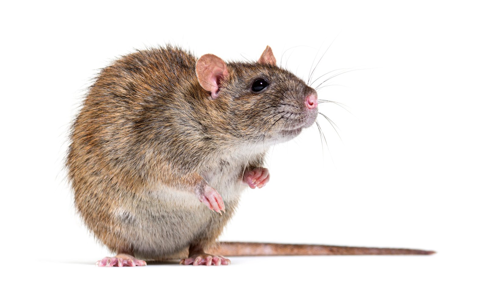 Norway Rat — identification photo