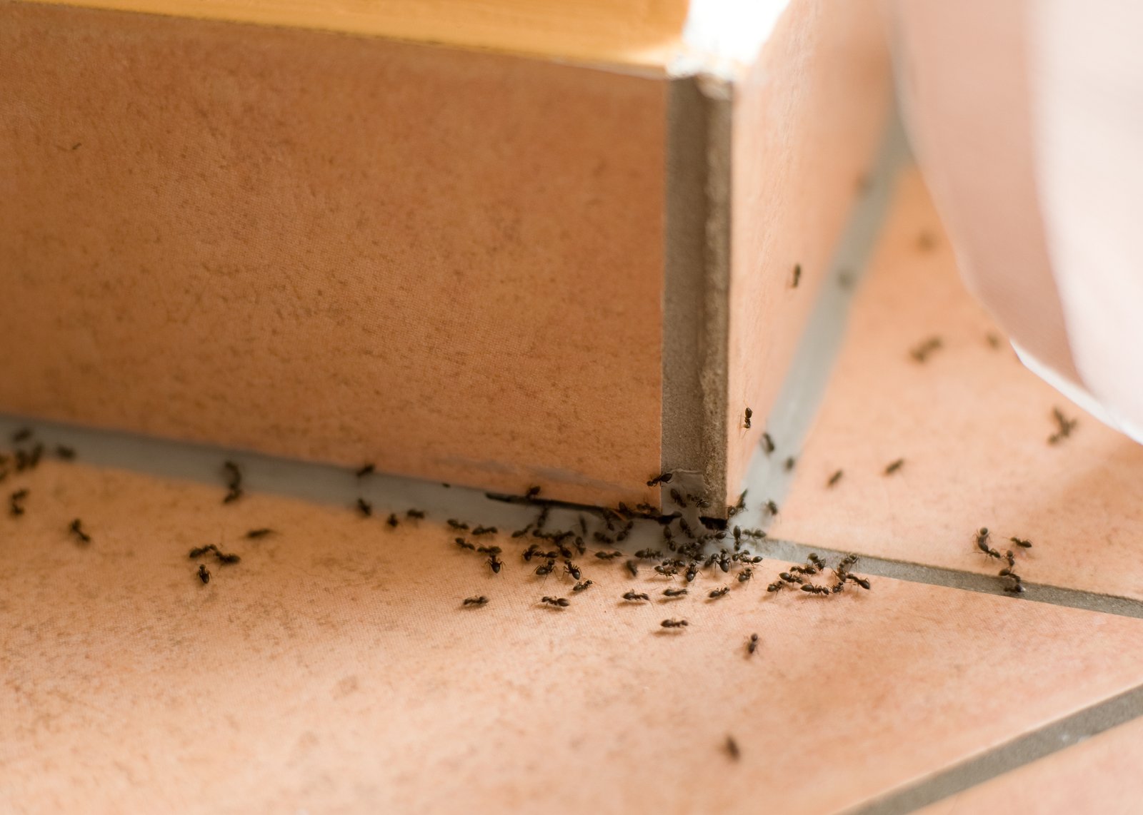 Odorous House Ant — identification photo
