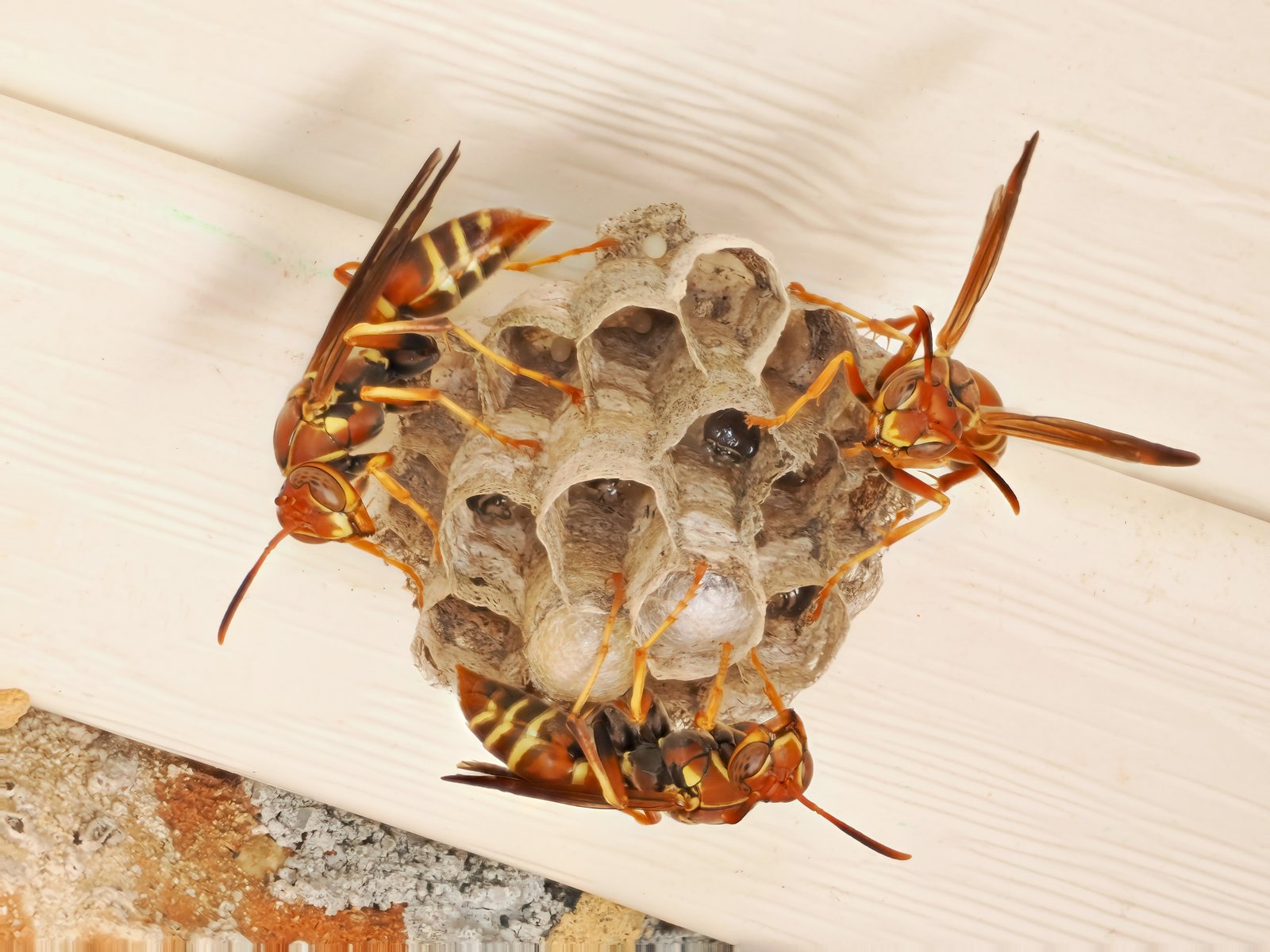 Paper Wasp — identification photo