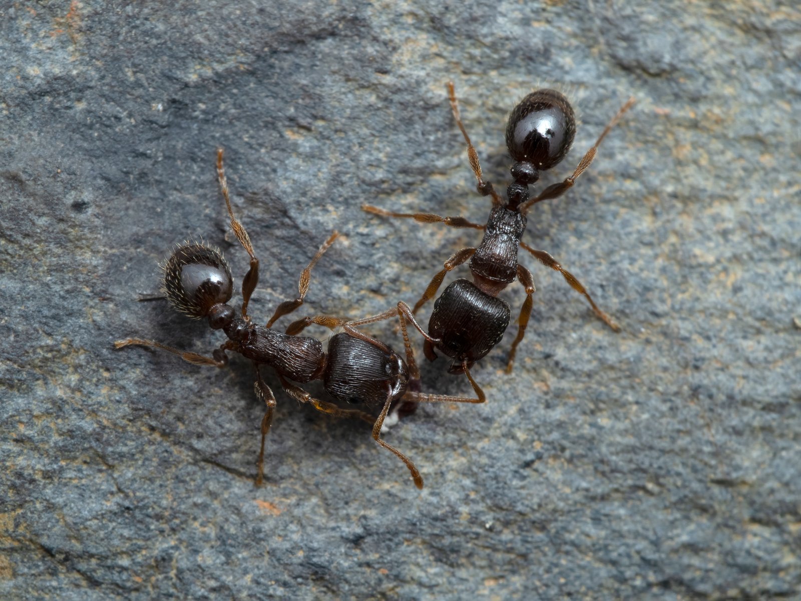 Pavement Ant — identification photo