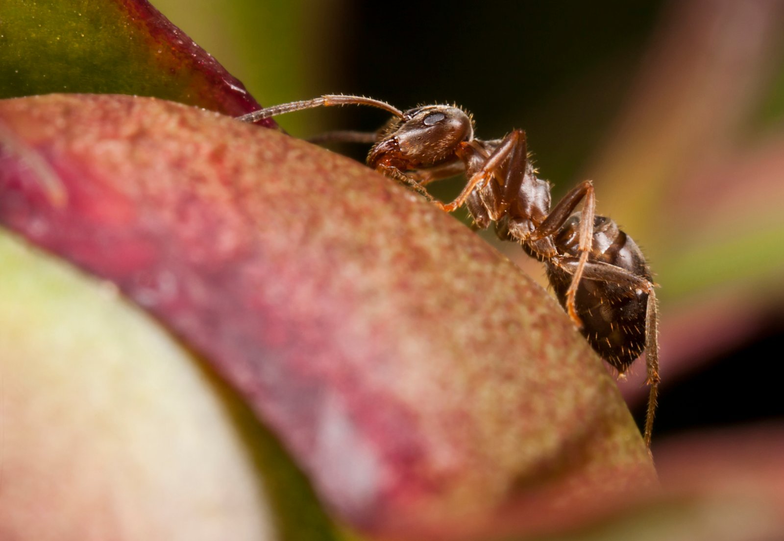 Pharaoh Ant — identification photo