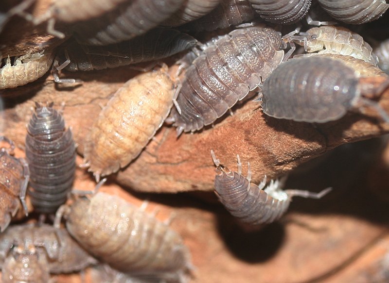 Pill Bug & Sowbug — identification photo