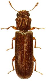 Powderpost Beetle — identification photo
