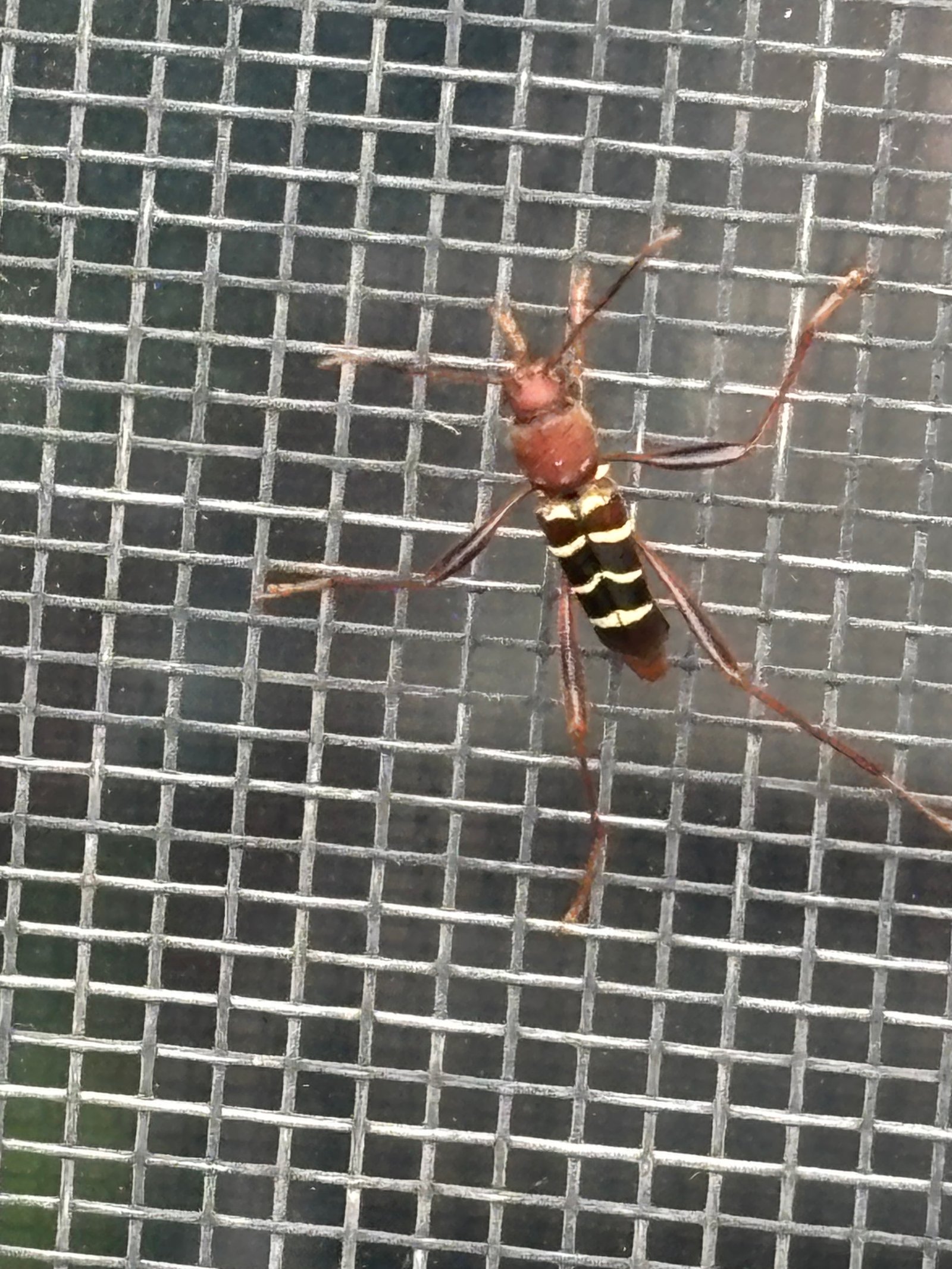 Red-headed ash borer on a window screen, showing the brick-red thorax and four yellow bands across the wing covers — Plainfield, IL