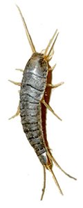 Silverfish — identification photo