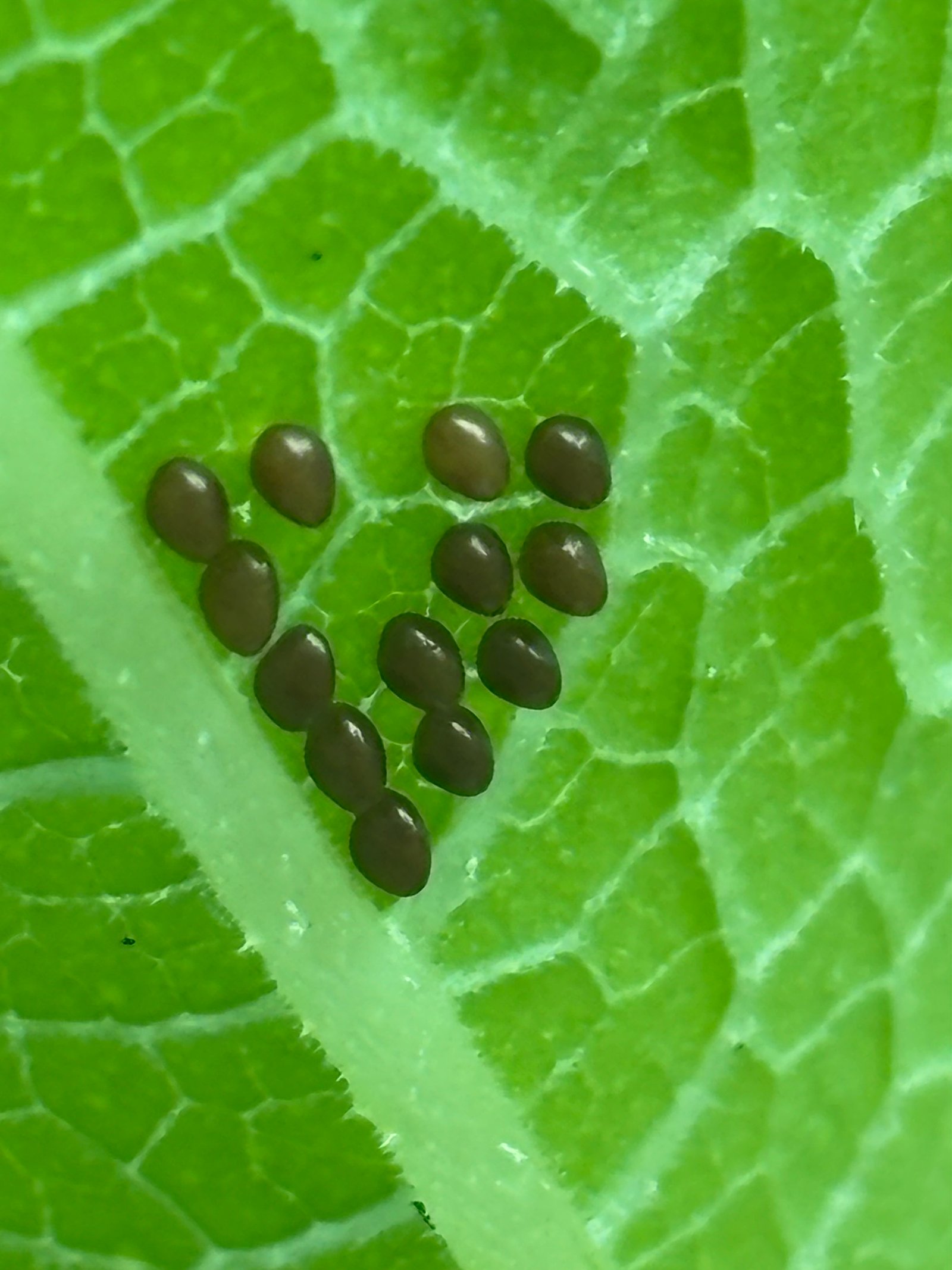 Bronze squash bug eggs arranged in a V pattern along the veins on the underside of a leaf — Plainfield, IL