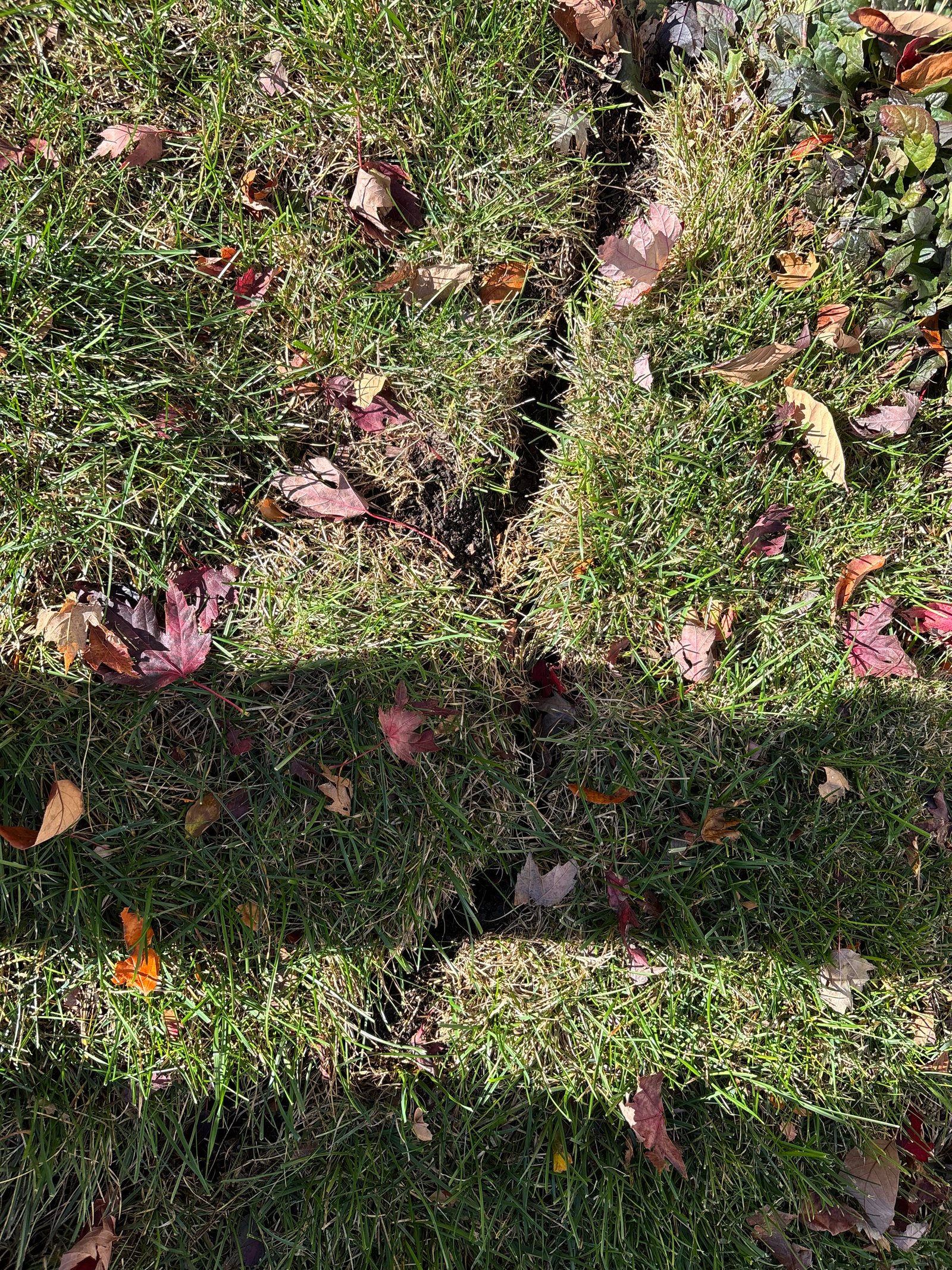 Voles — identification photo