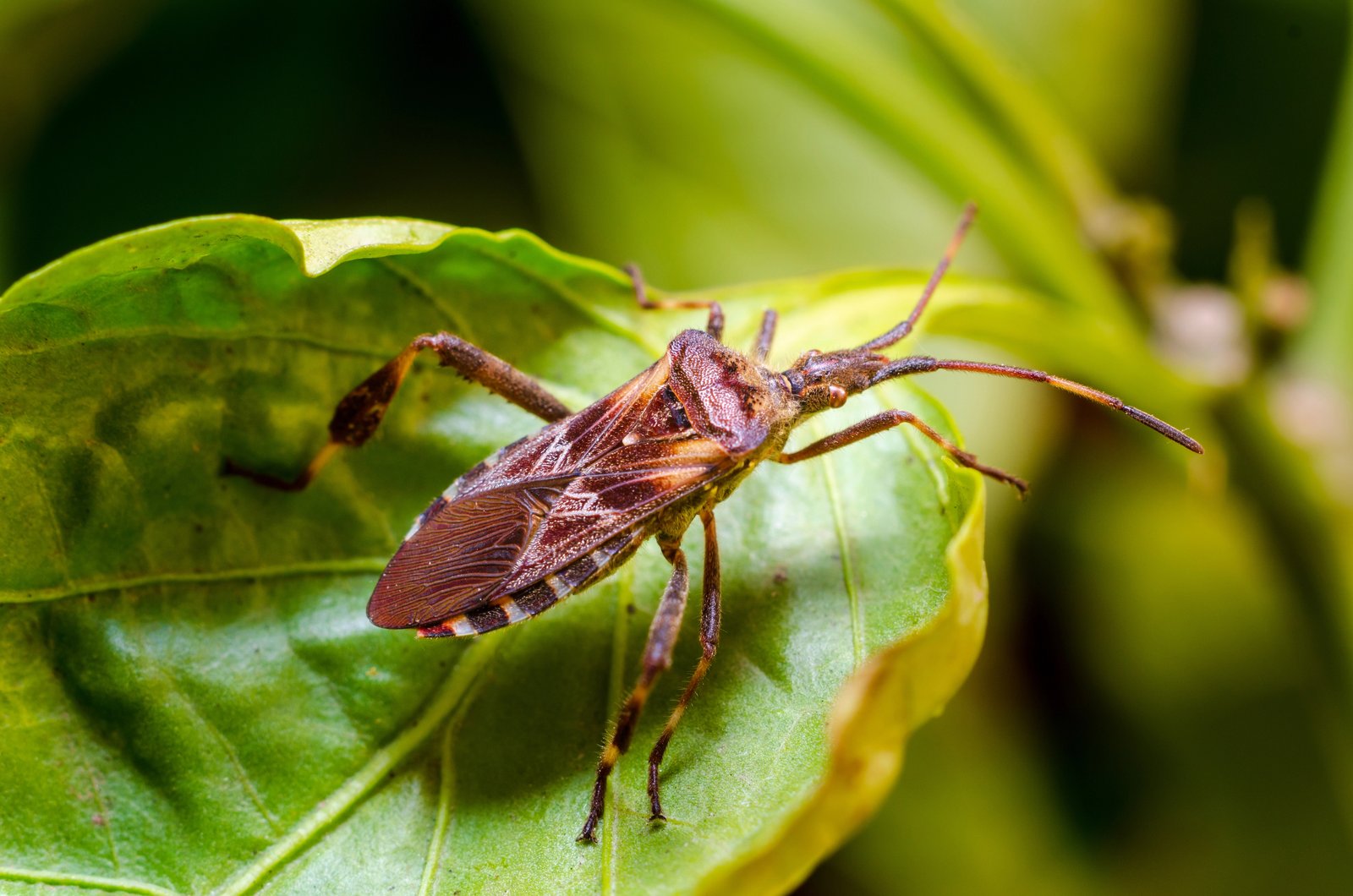 Western Conifer Seed Bug — identification photo