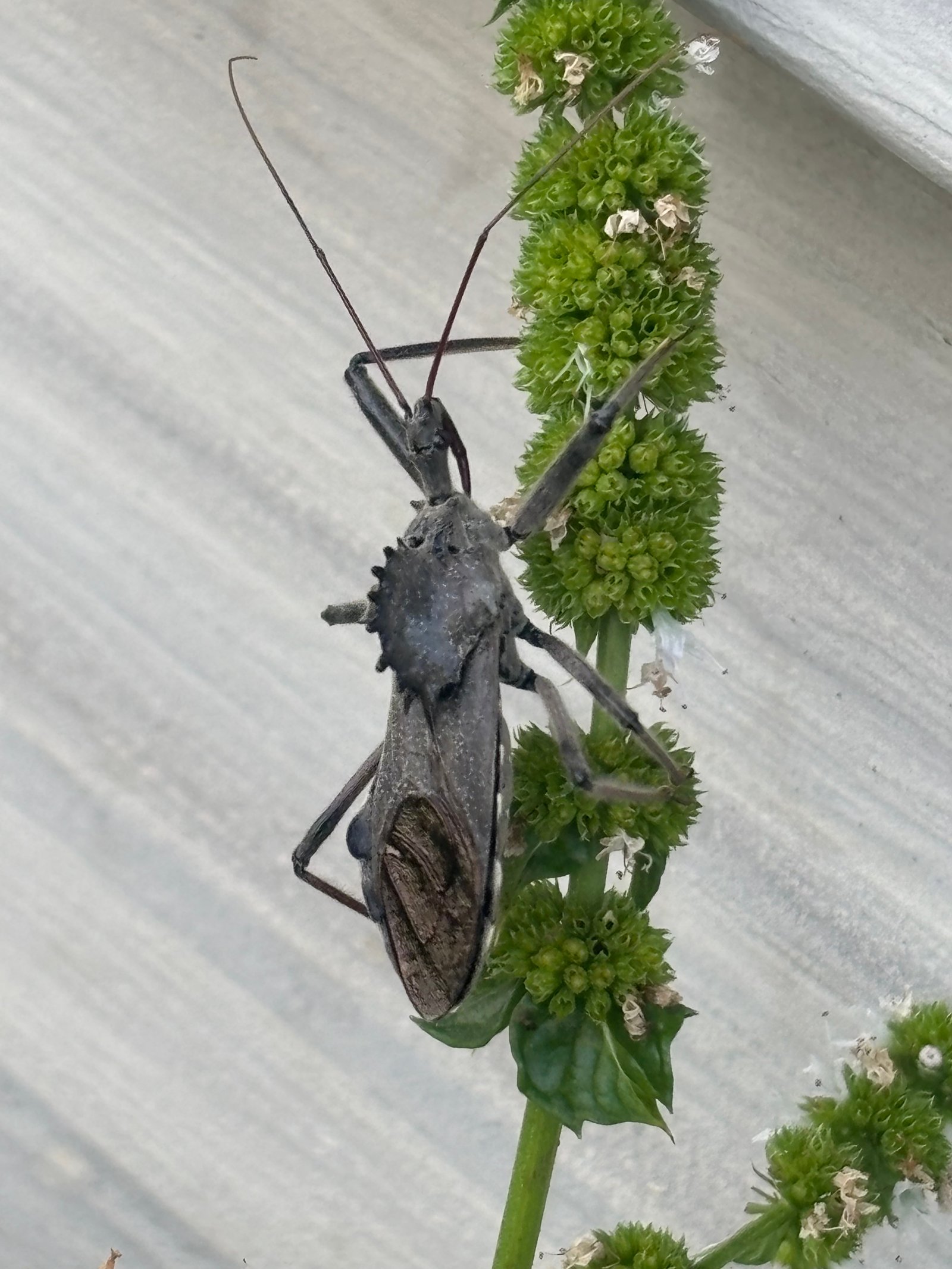Wheel bug on a flowering herb stem, showing the toothed cogwheel crest on its back — Plainfield, IL