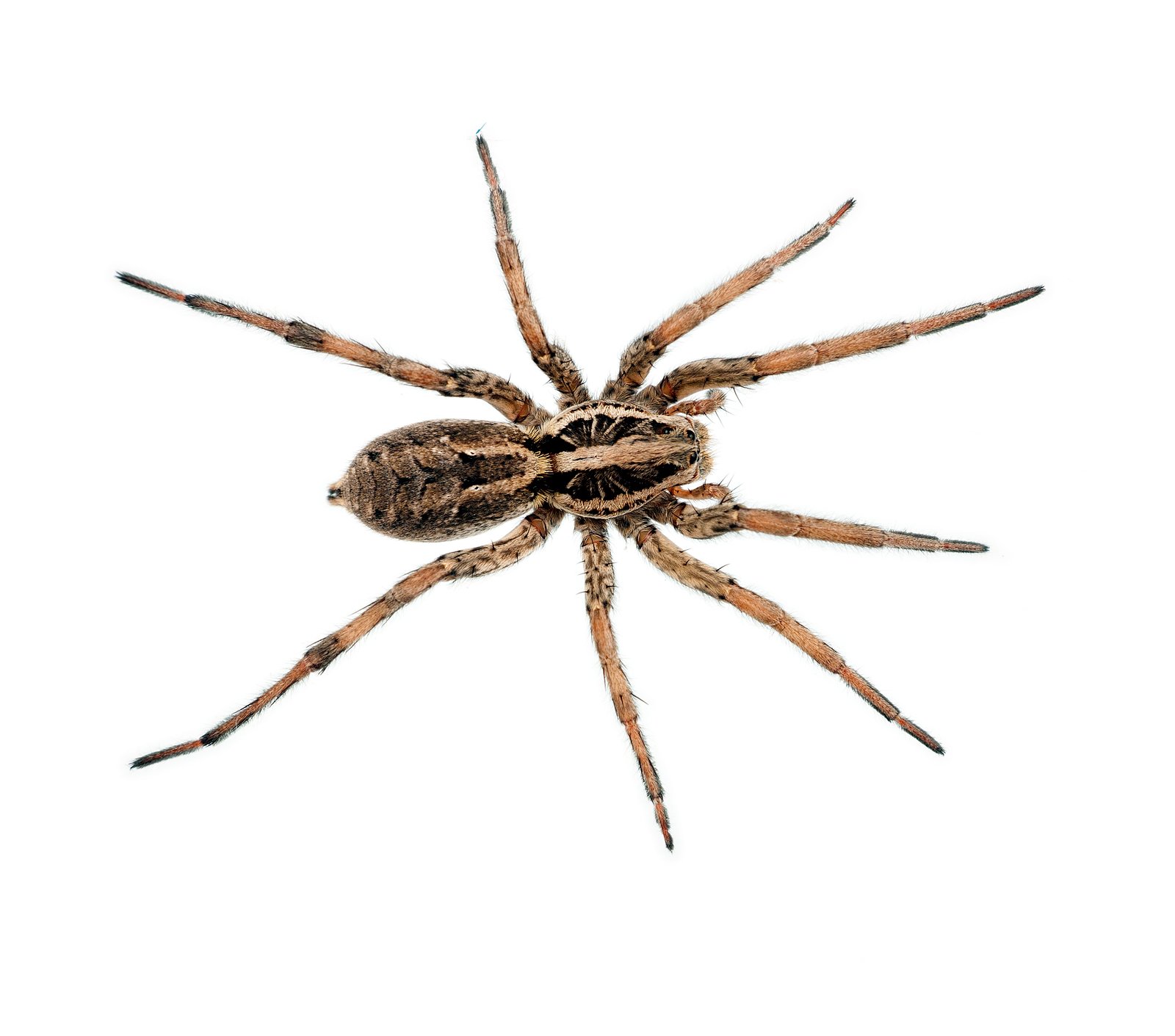 Wolf Spider (Family Lycosidae) — identification photo