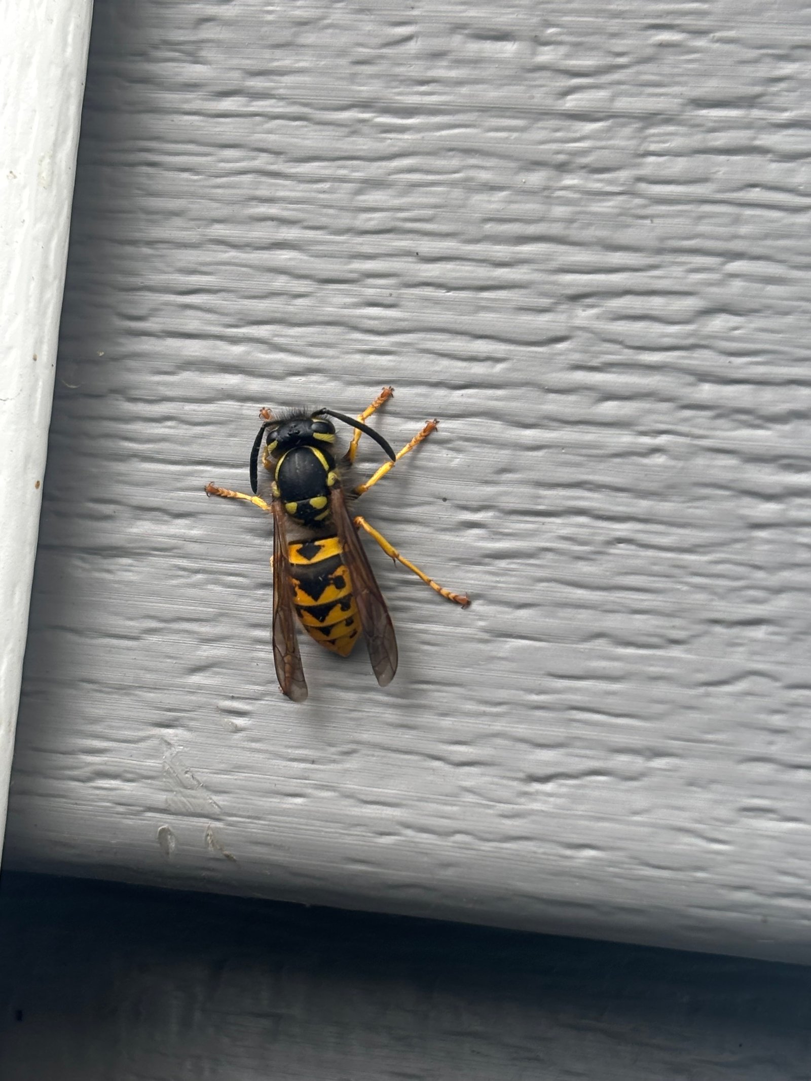 Yellow Jacket — identification photo