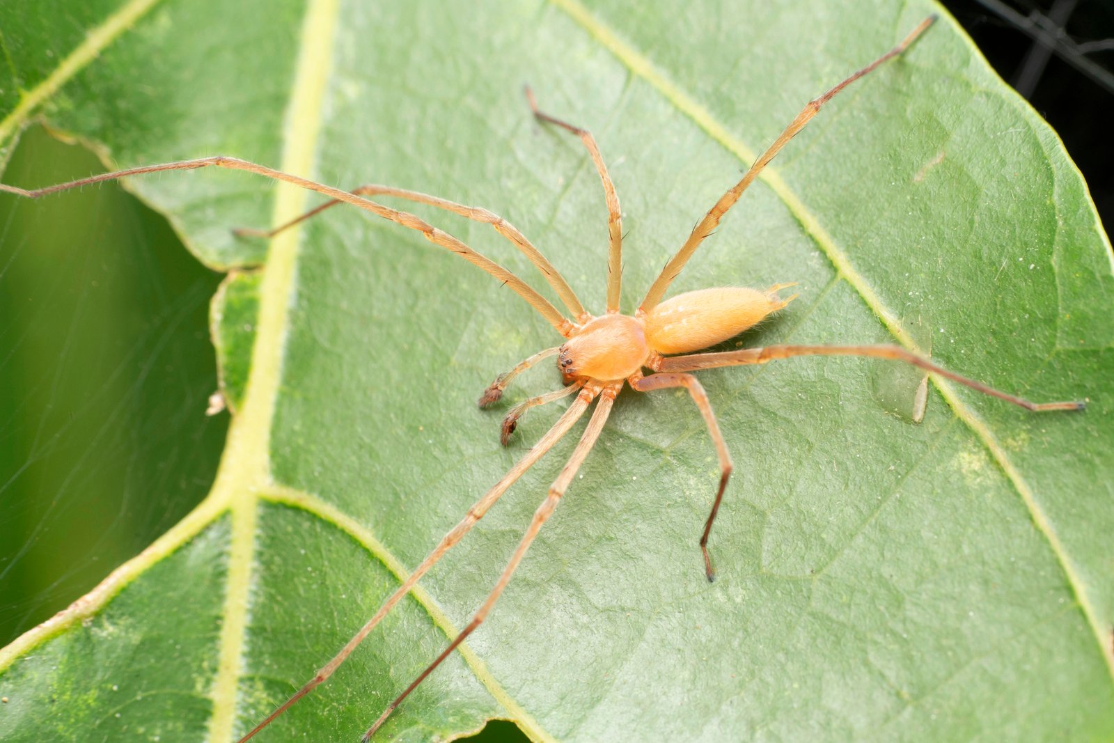 Yellow Sac Spider — identification photo