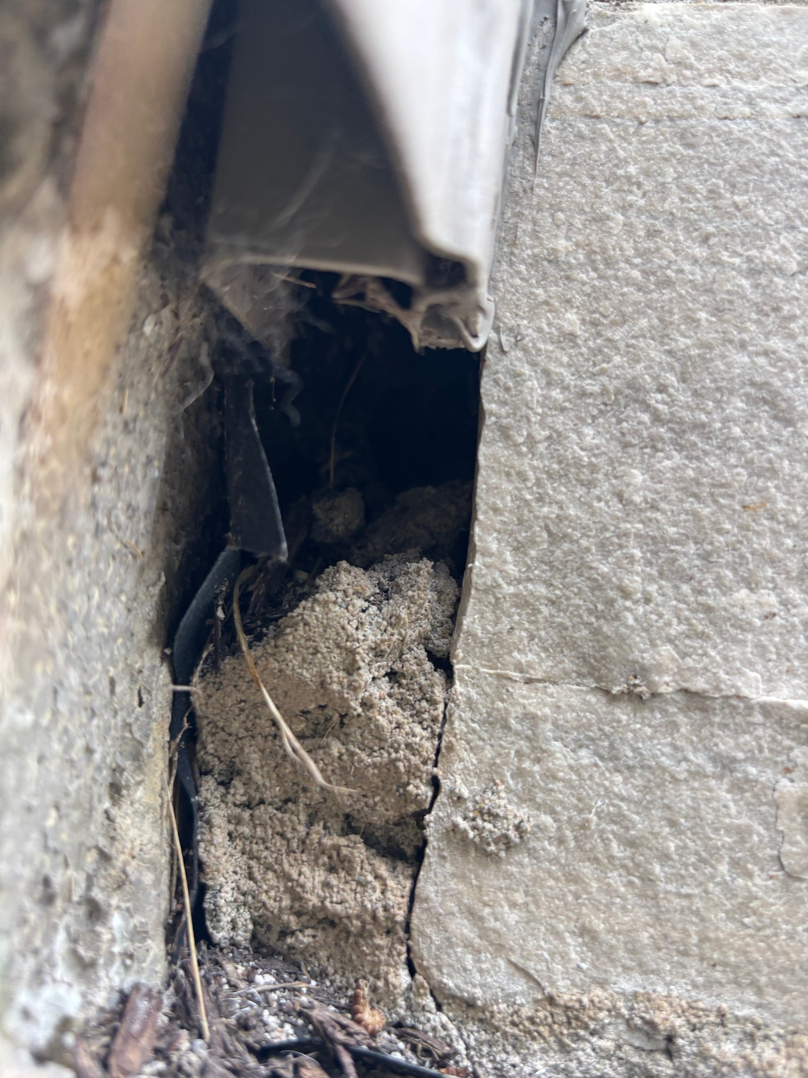 An open void beneath a concrete stoop where it meets the foundation — an active mouse entry point found during inspection